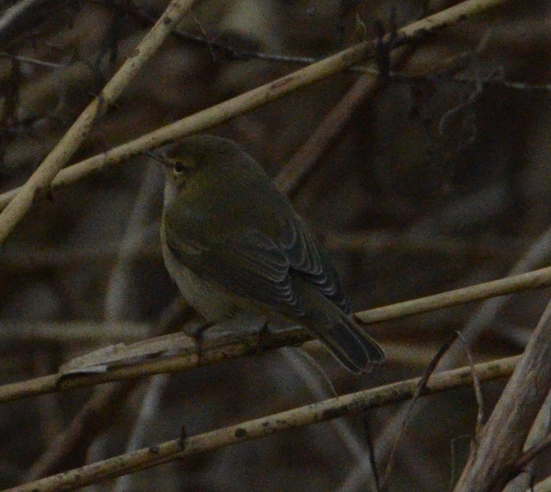 Common Chiffchaff - ML615396531