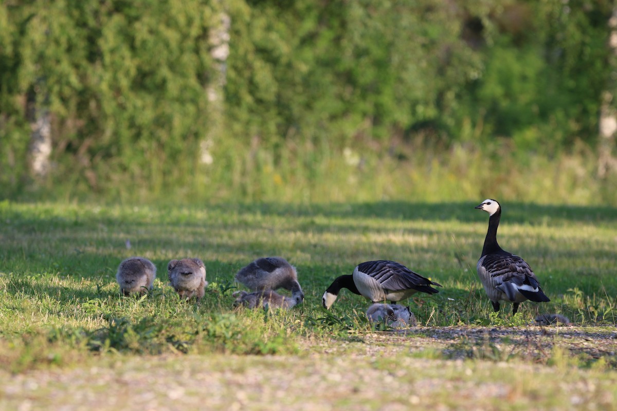 Barnacle Goose - ML615396533