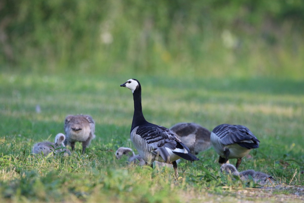 Barnacle Goose - ML615396535