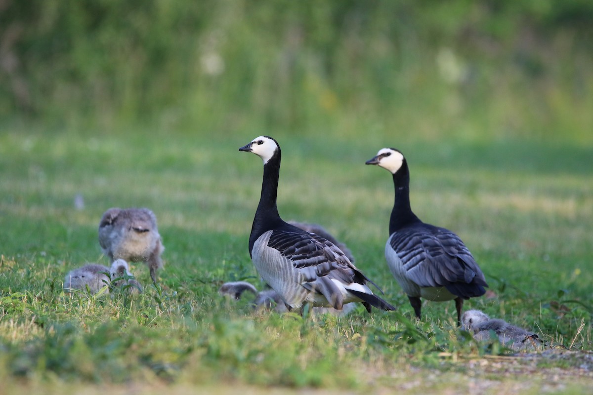 Barnacle Goose - ML615396537