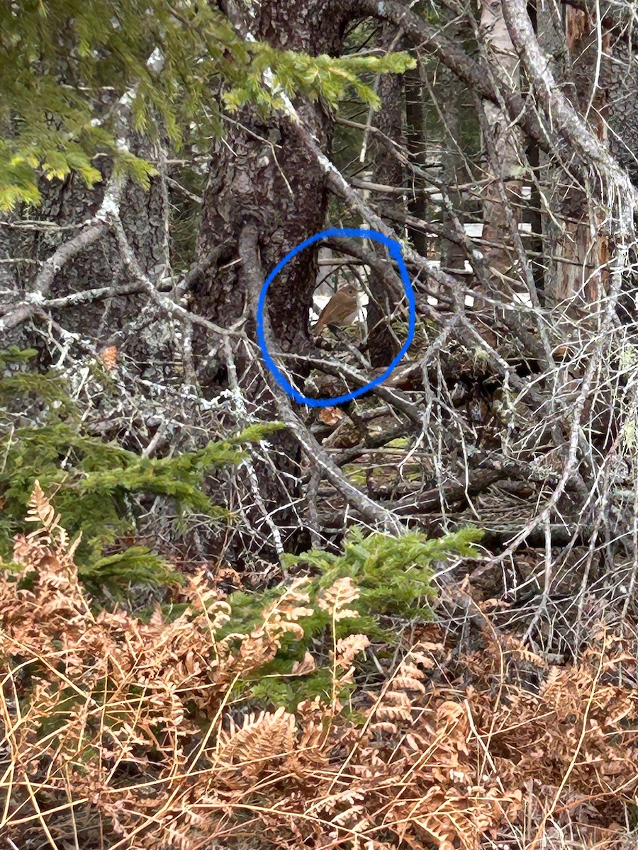 Hermit Thrush - ML615396557