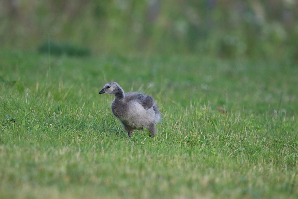 Barnacle Goose - ML615396558