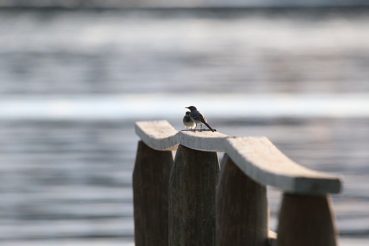 White Wagtail - Monika Czupryna