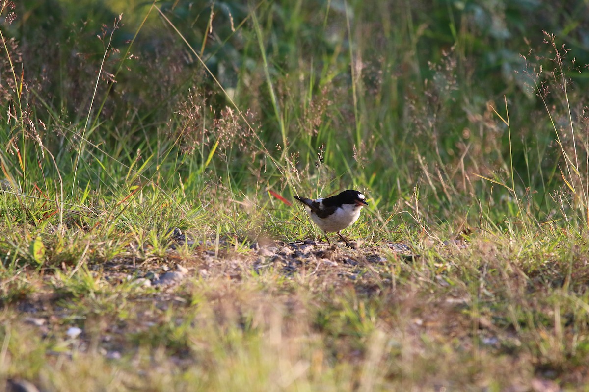 European Pied Flycatcher - ML615396581