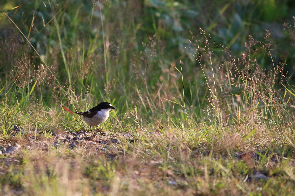 European Pied Flycatcher - ML615396583