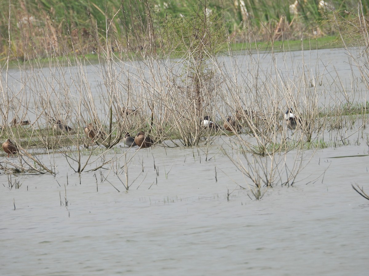 Green-winged Teal - Krishnamoorthy Raju