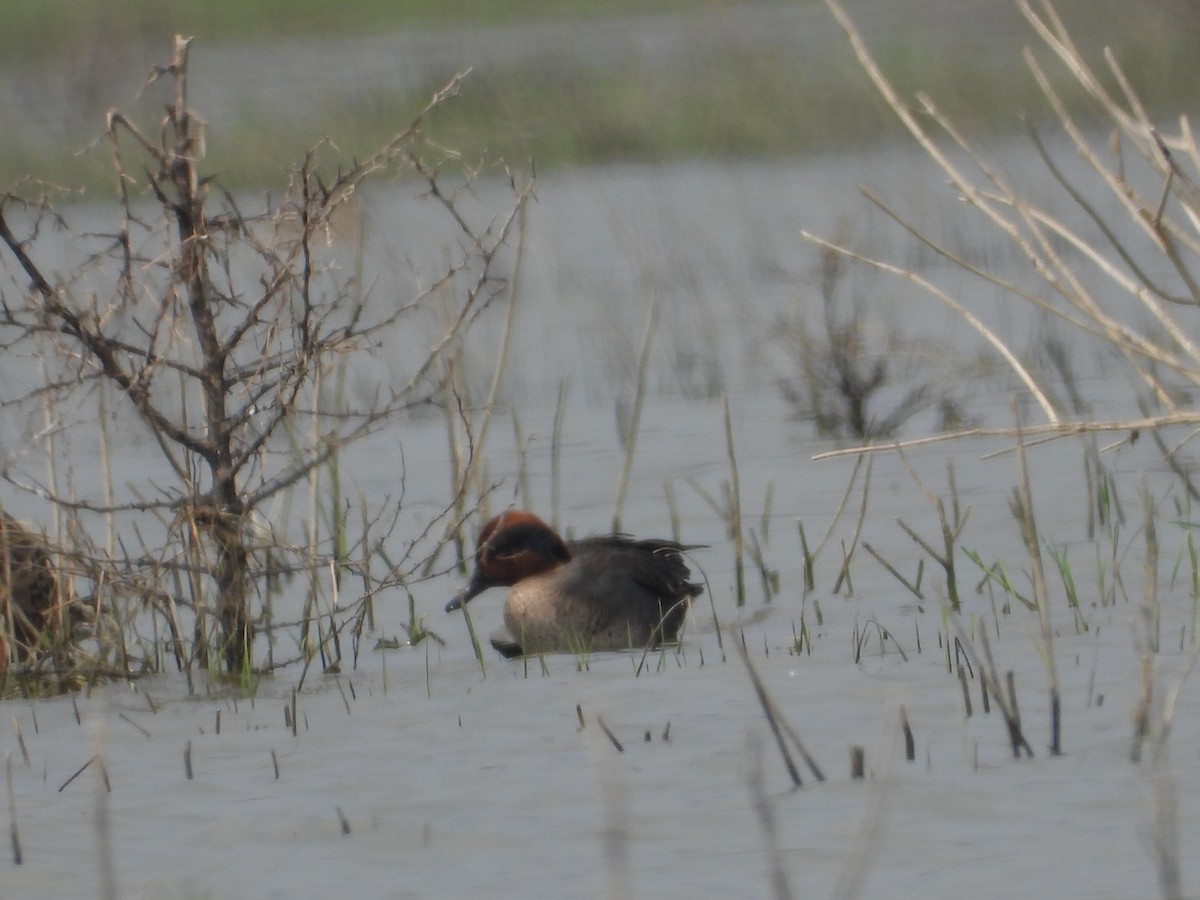 Green-winged Teal - Krishnamoorthy Raju