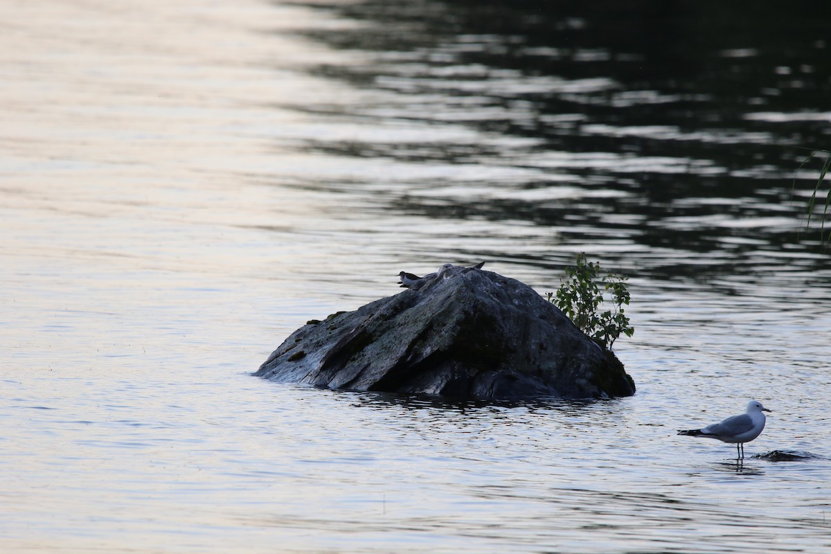 Common Sandpiper - ML615396618