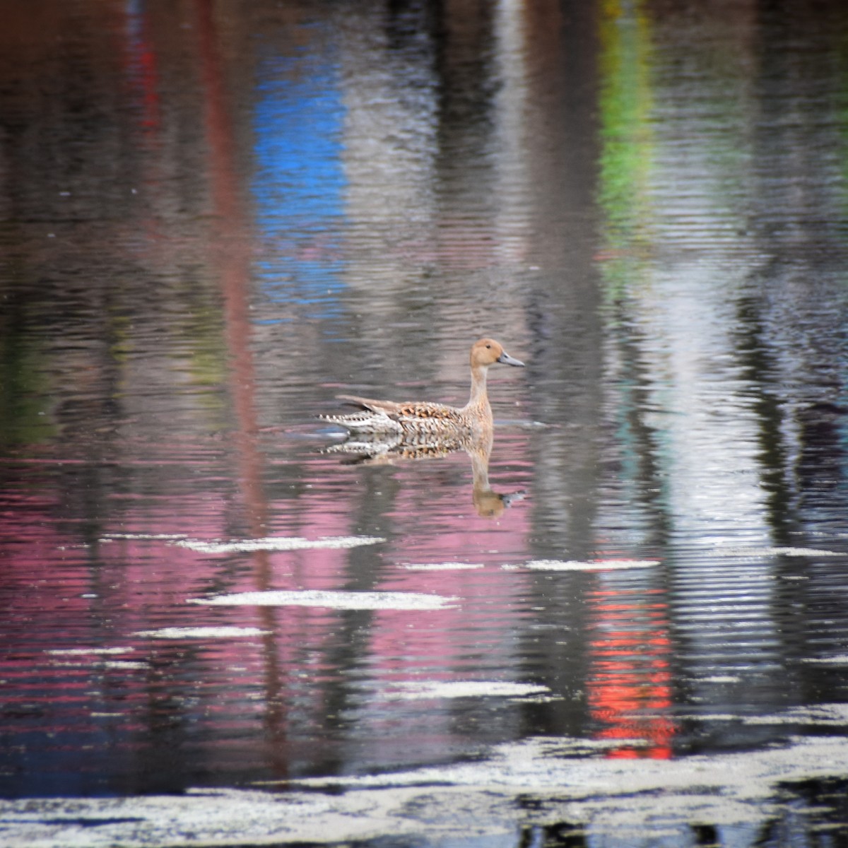 Northern Pintail - Umar Mushtaq