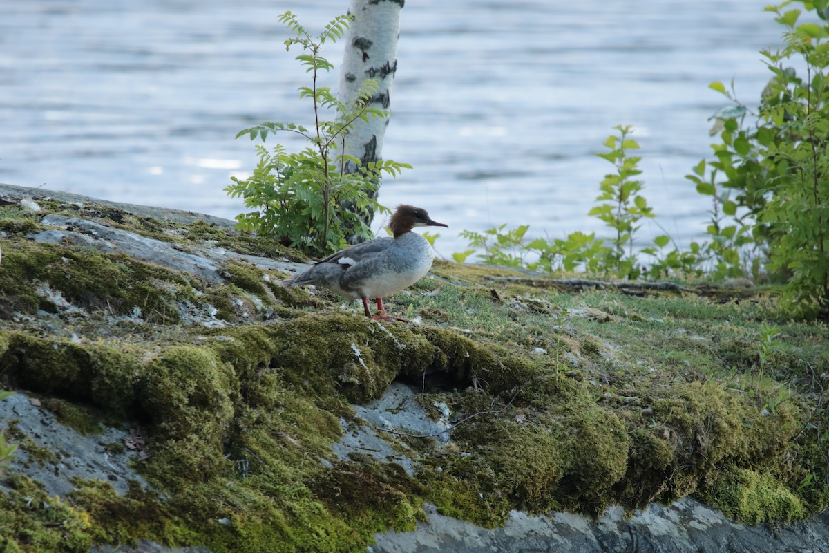 Common Merganser - ML615396651