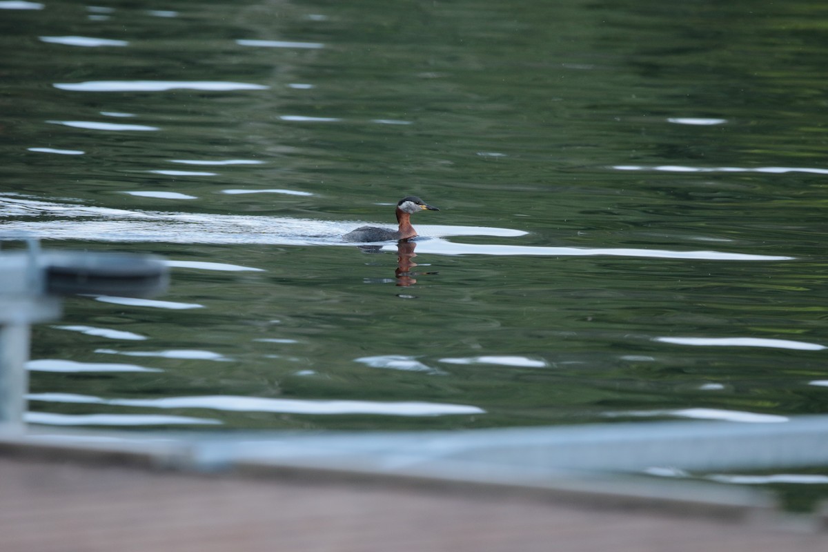 Red-necked Grebe - ML615396694