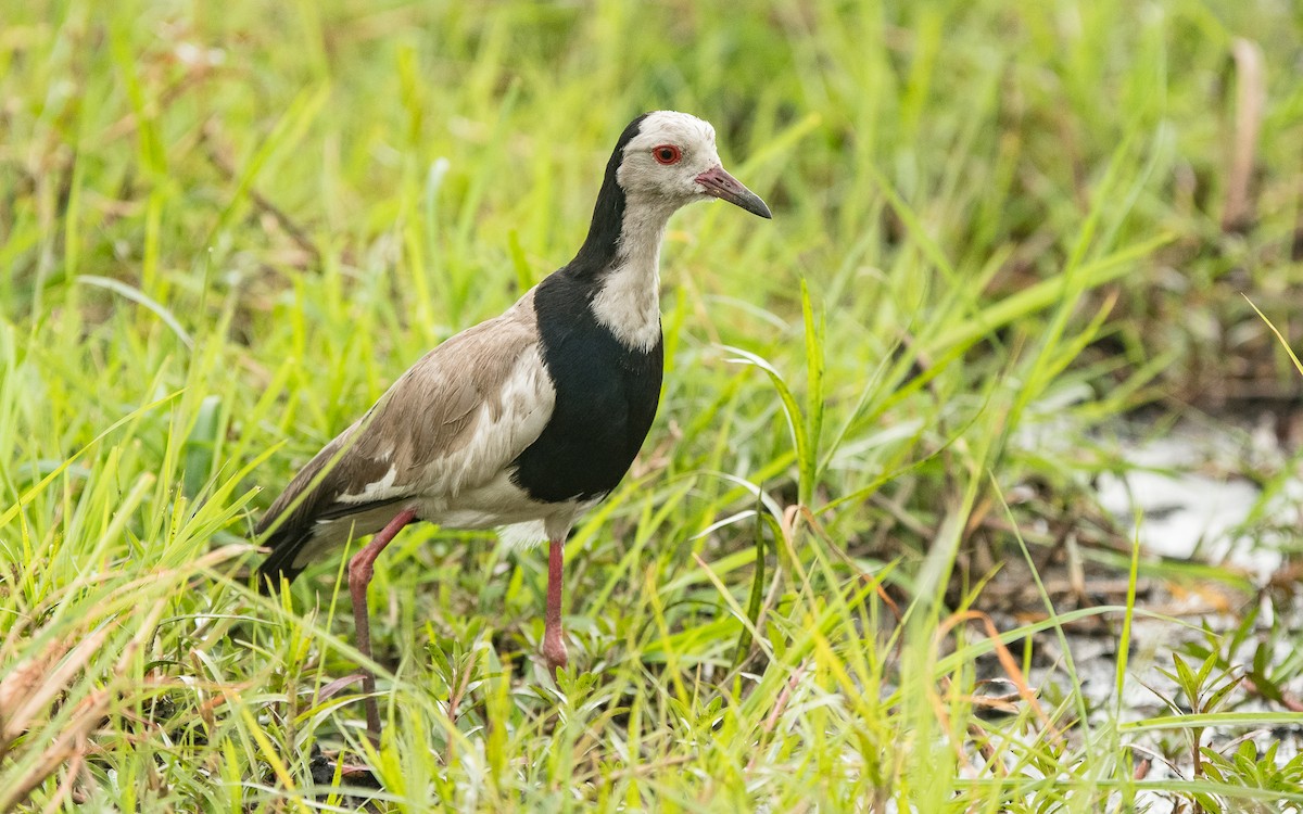 Long-toed Lapwing - ML615396703