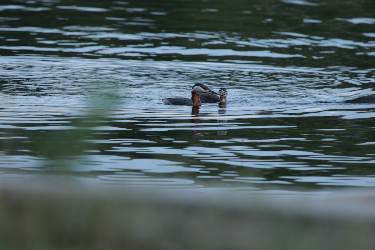 Red-necked Grebe - ML615396720