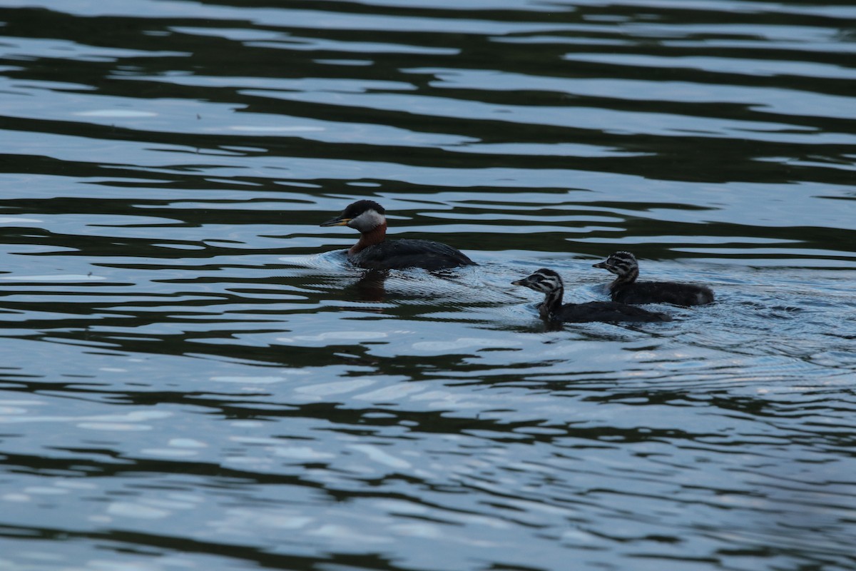 Red-necked Grebe - ML615396750