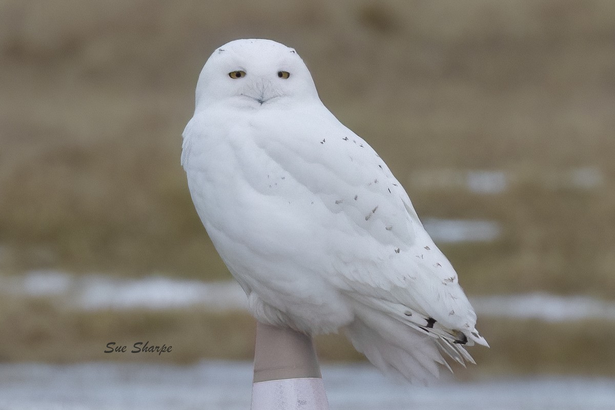 Snowy Owl - ML615396771