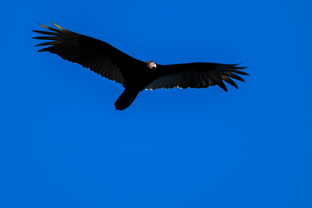 Turkey Vulture - ML615396772