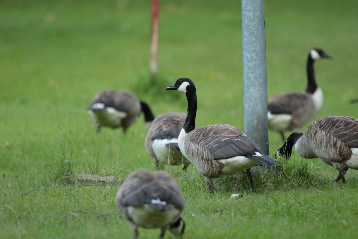 Canada Goose - ML615396776