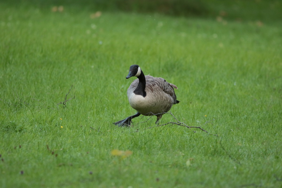 Canada Goose - ML615396788