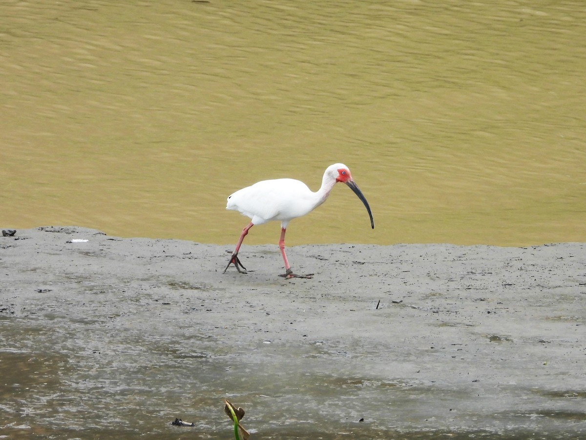 ibis bílý - ML615396790