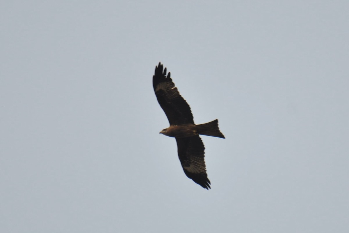 Black Kite - ML615396791