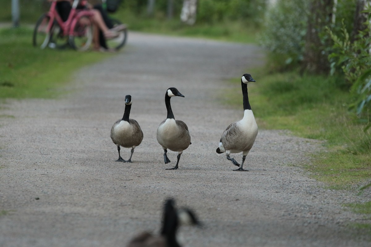 Canada Goose - ML615396797