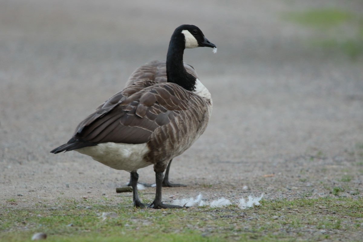 Canada Goose - ML615396822