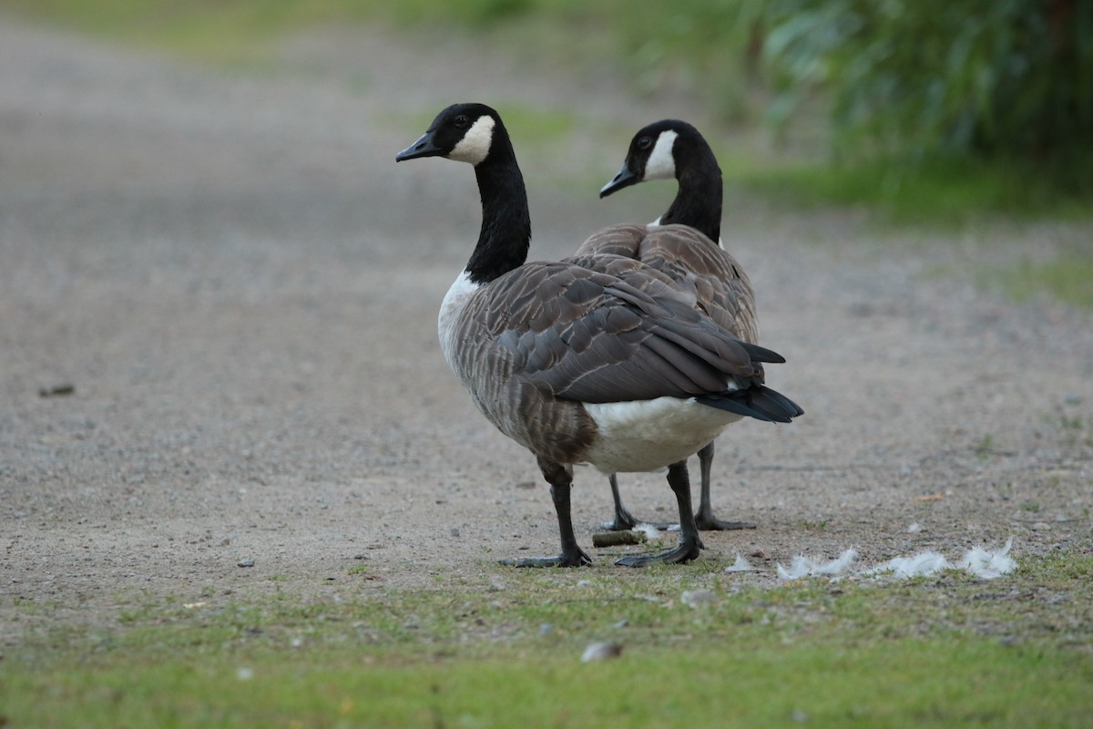 Canada Goose - ML615396830