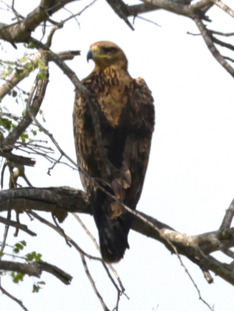 Tawny Eagle - Ethie Ziselman