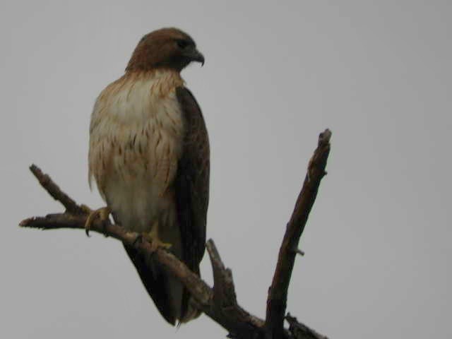 Red-tailed Hawk - Rémy Poulin