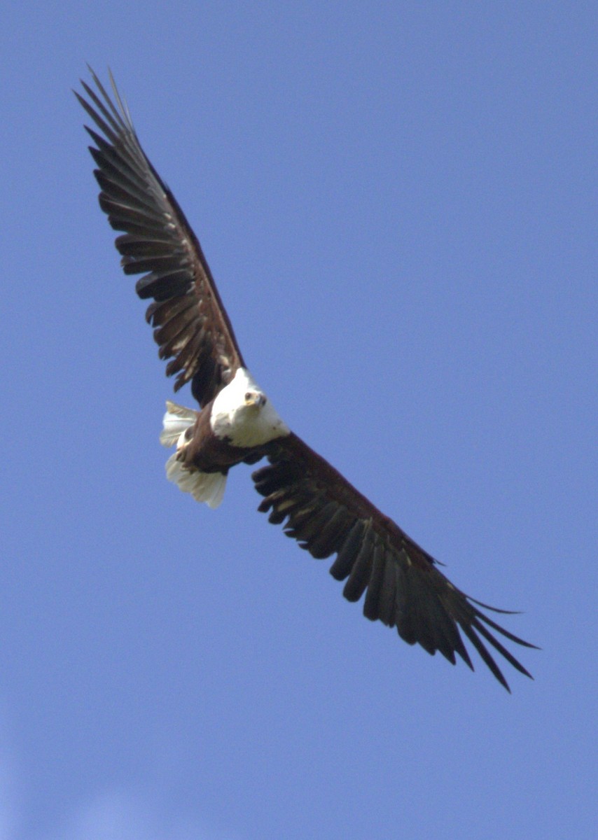 עיטם אפריקני - ML615396856