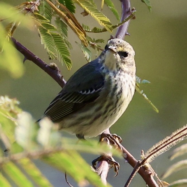 Cape May Warbler - ML615396865