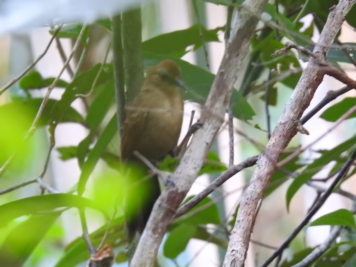 Fringe-backed Fire-eye - Nick Odio