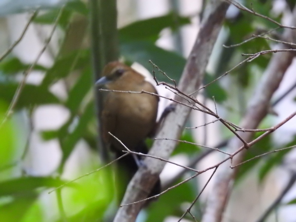 Fringe-backed Fire-eye - Nick Odio