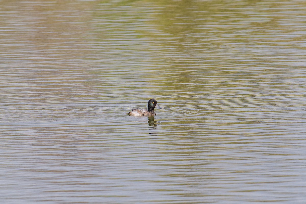 Lesser Scaup - Camille Fieseher