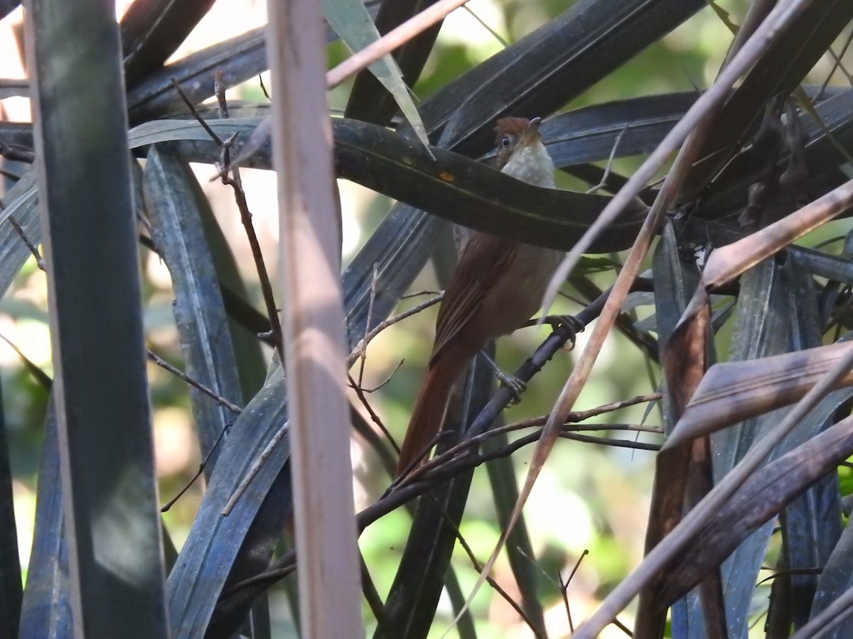 Pernambuco Foliage-gleaner - Nick Odio