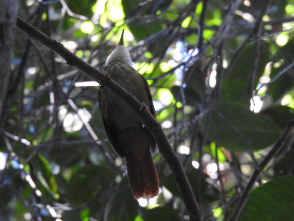 Pernambuco Foliage-gleaner - Nick Odio