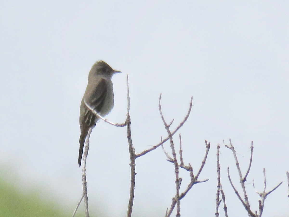 Western Wood-Pewee - ML61539691