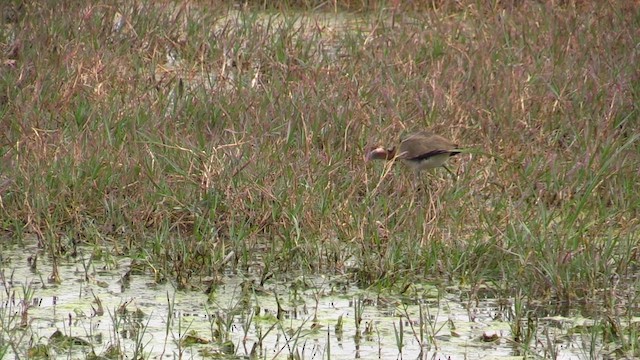 Jacana Colilarga - ML615396941