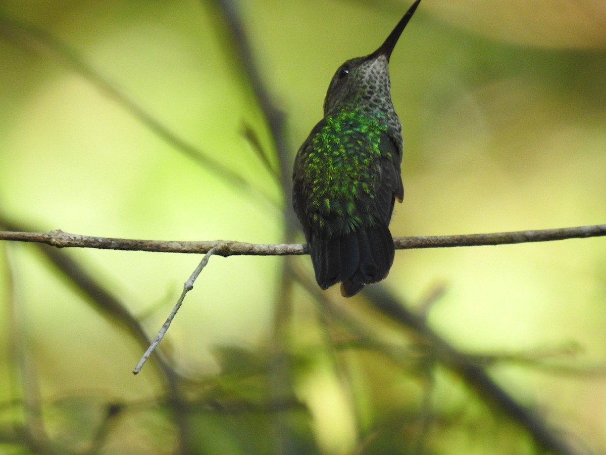 Blue-chinned Sapphire - ML615396958