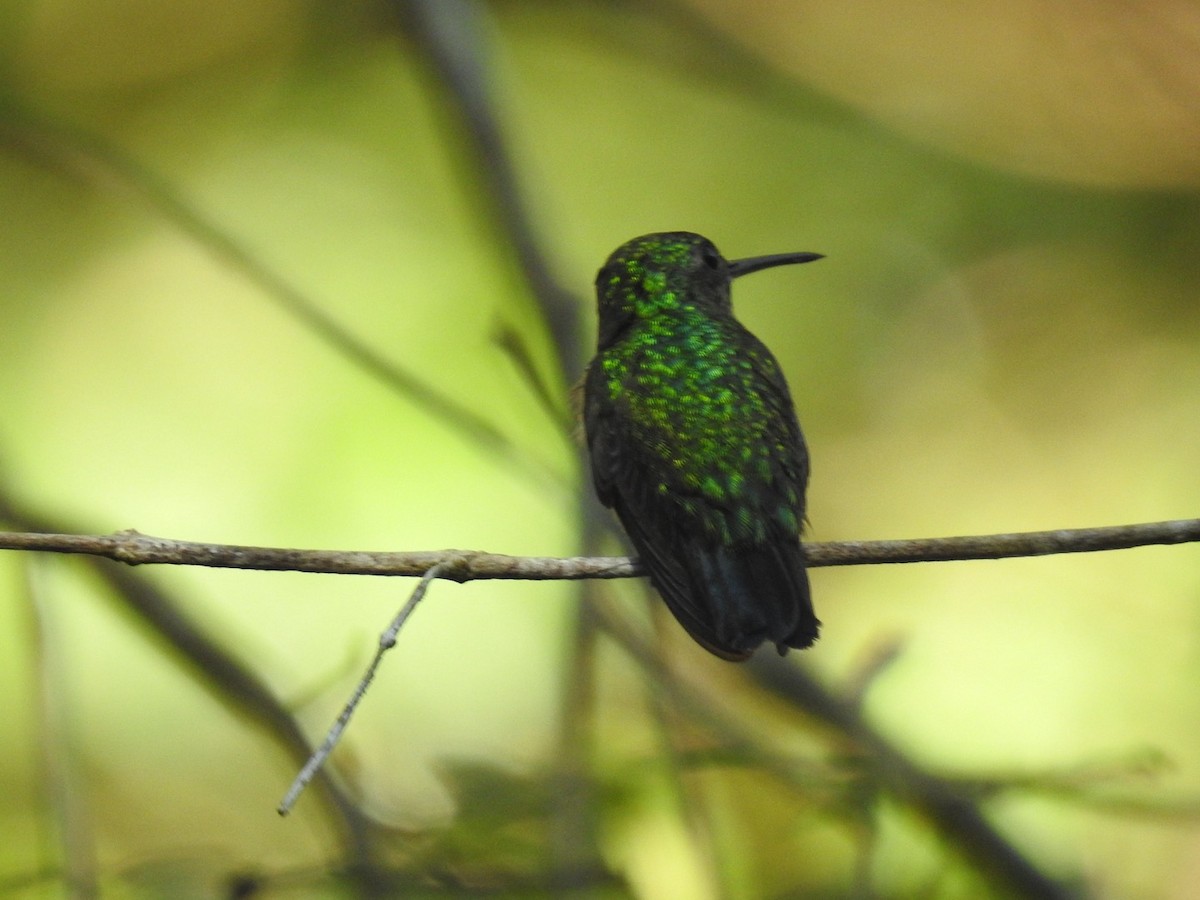 Blue-chinned Sapphire - Nick Odio