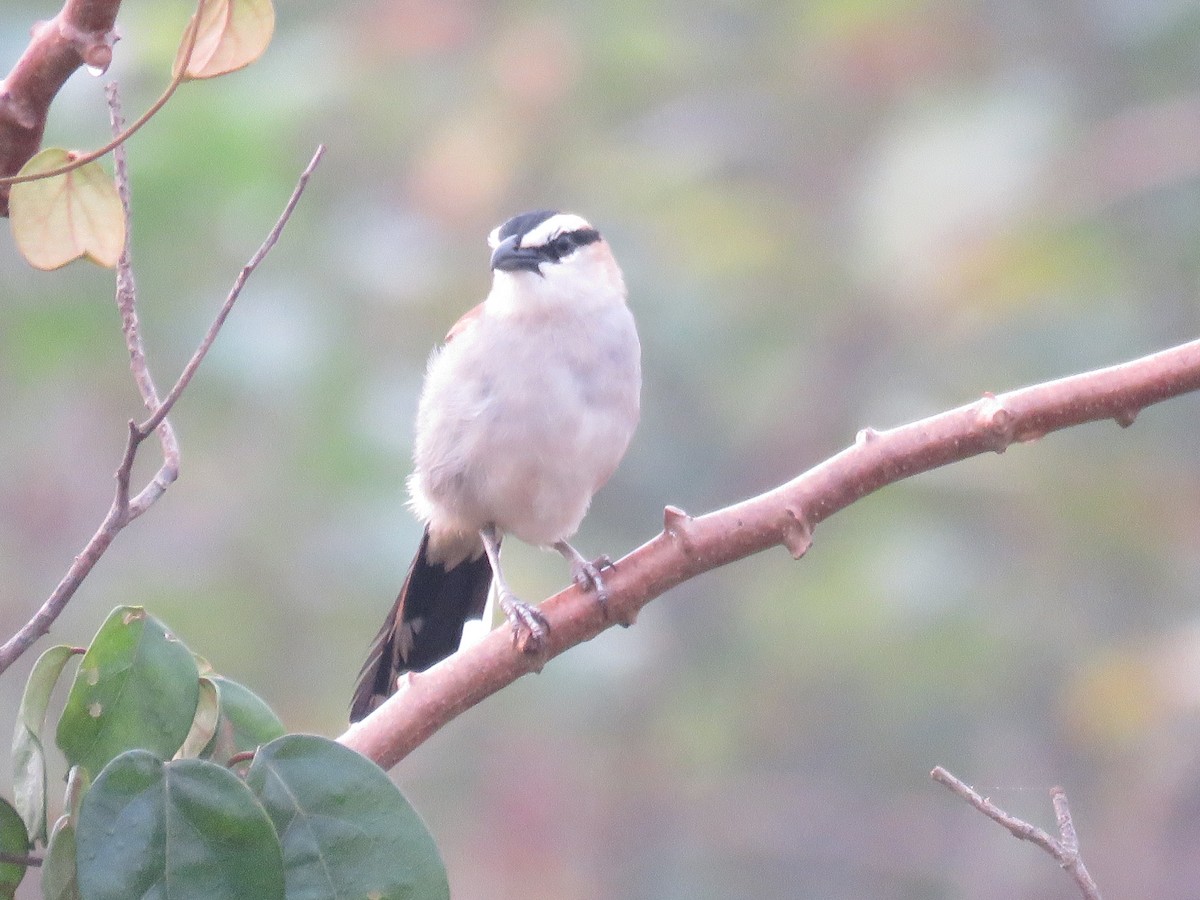 Black-crowned Tchagra (Black-crowned) - kwame brown
