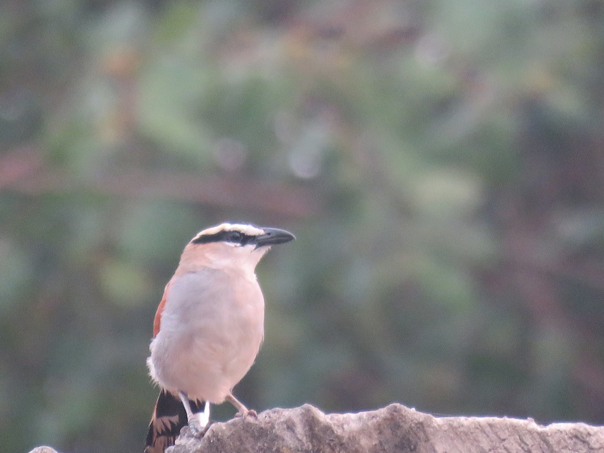 Black-crowned Tchagra (Black-crowned) - ML615397022