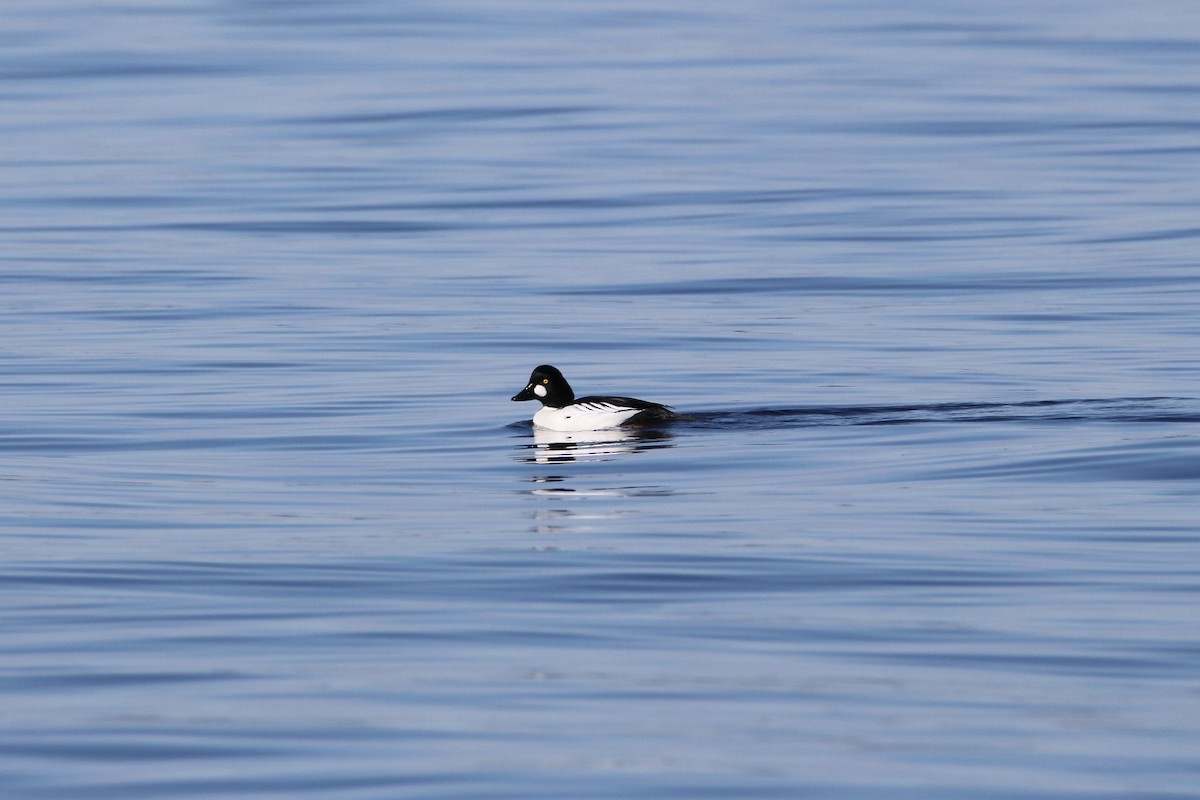 Common Goldeneye - ML615397026