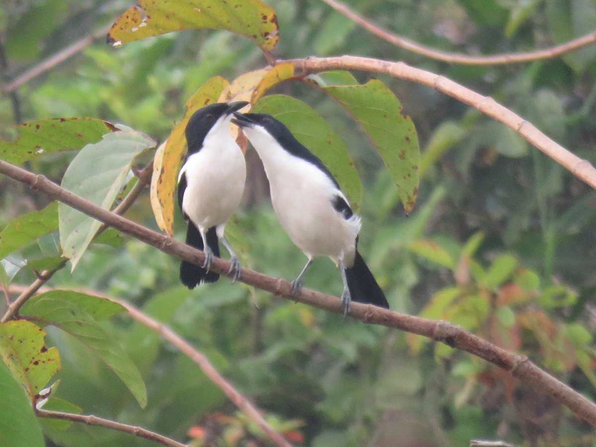 Tropical Boubou - ML615397047