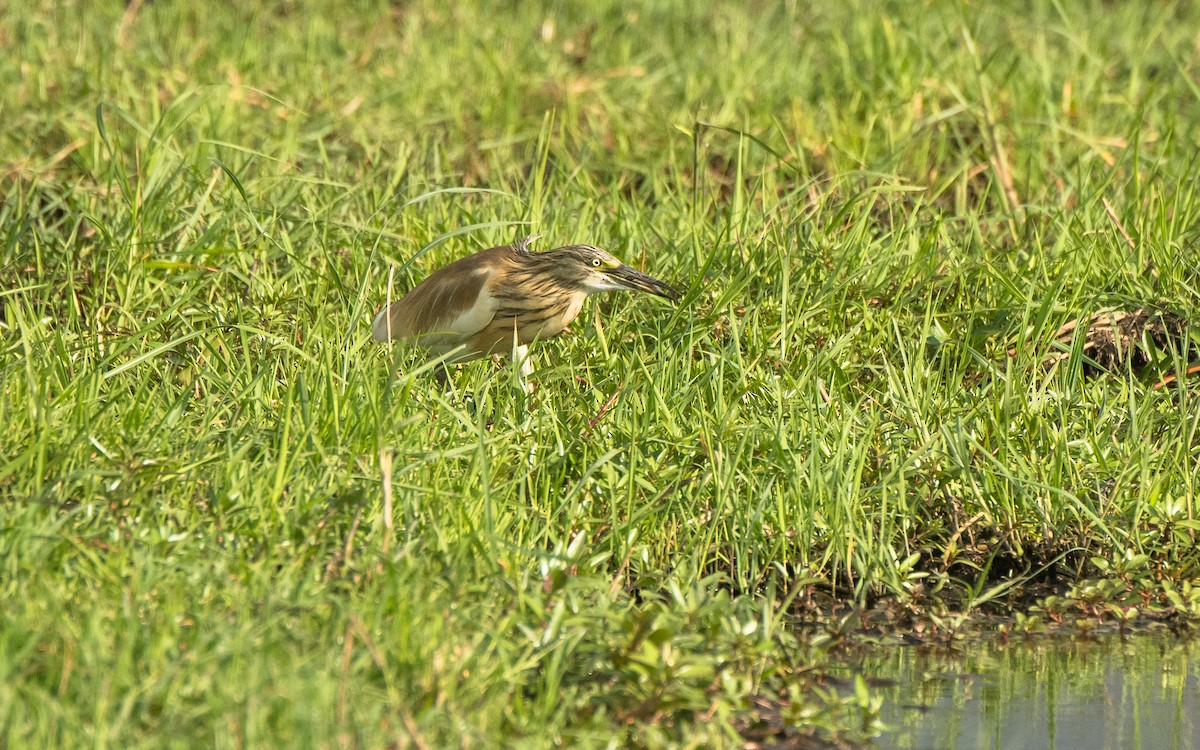 Squacco Heron - ML615397074