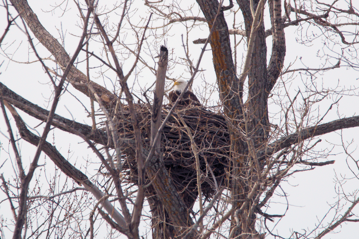 Bald Eagle - Maurice Thibaudeau