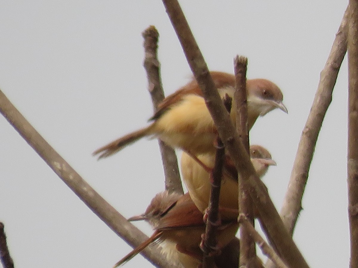 Red-winged Prinia - ML615397079