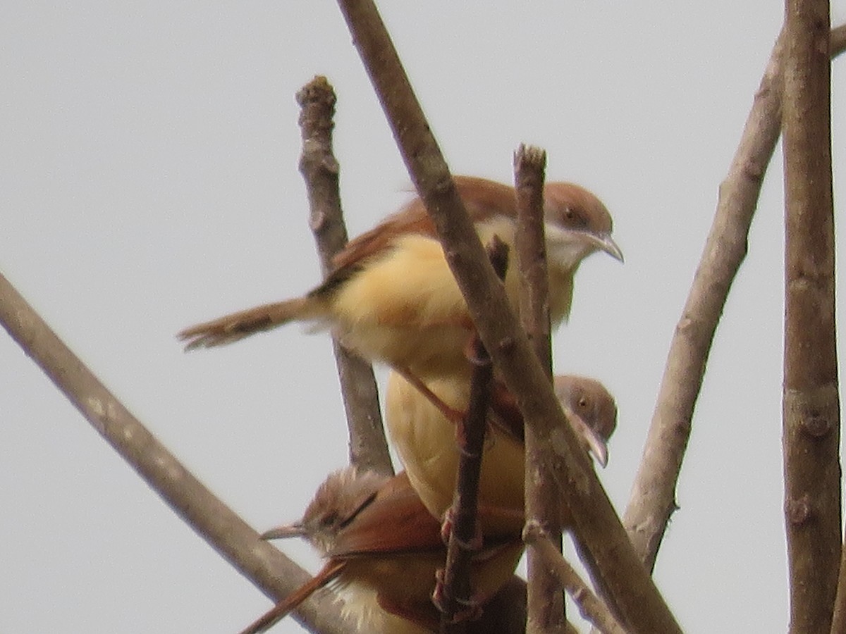 Red-winged Prinia - ML615397080