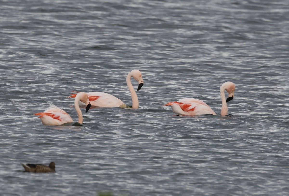 Chilean Flamingo - Anne Bielamowicz