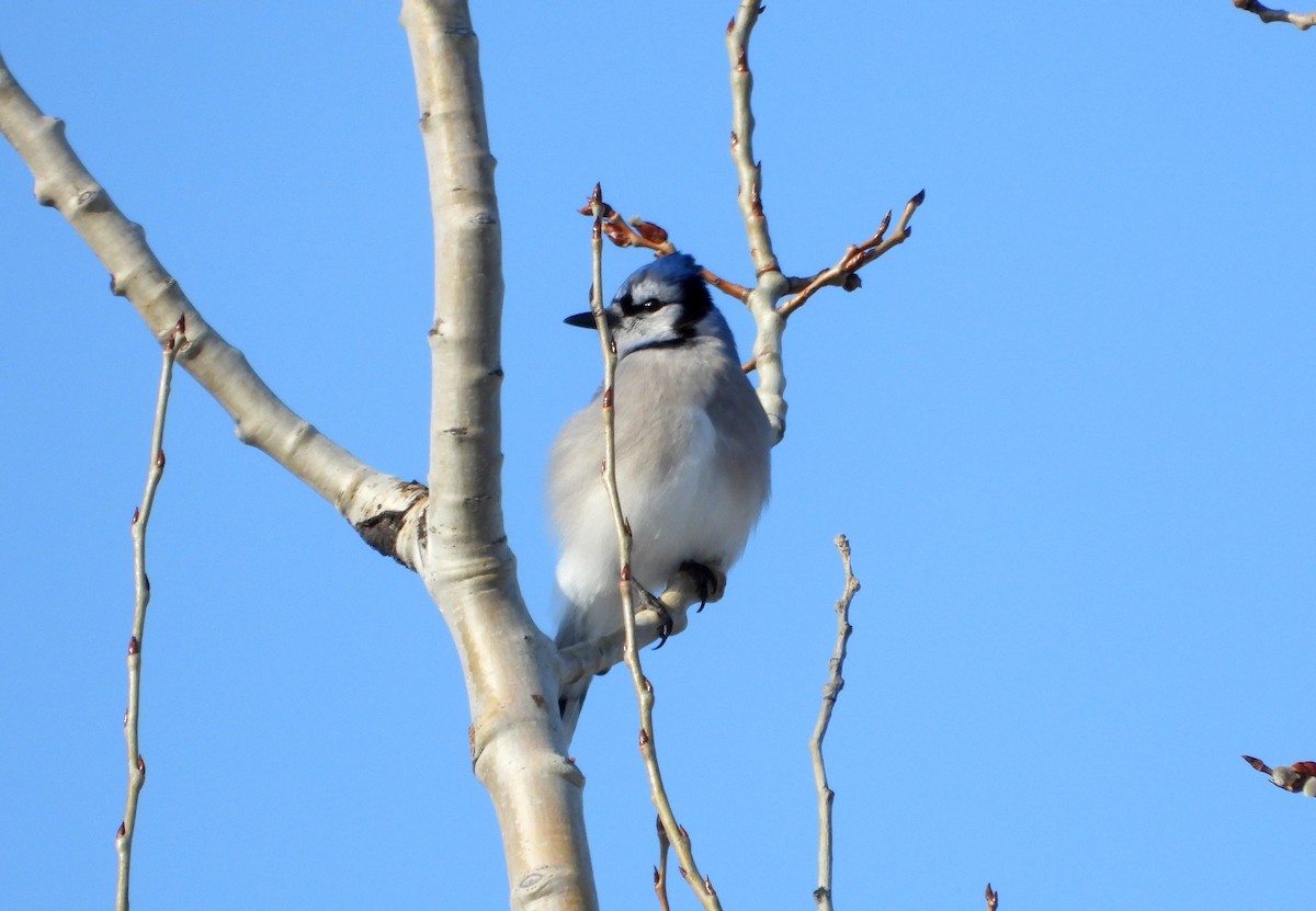 Blue Jay - ML615397083